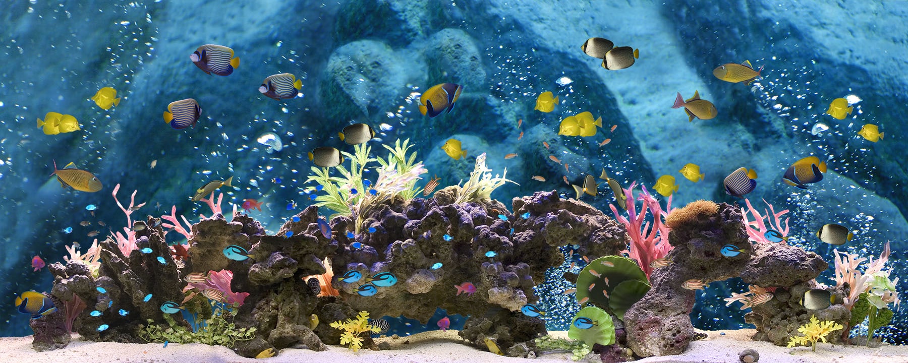 Aquarium Photographic & Illustrated Fusion Panels