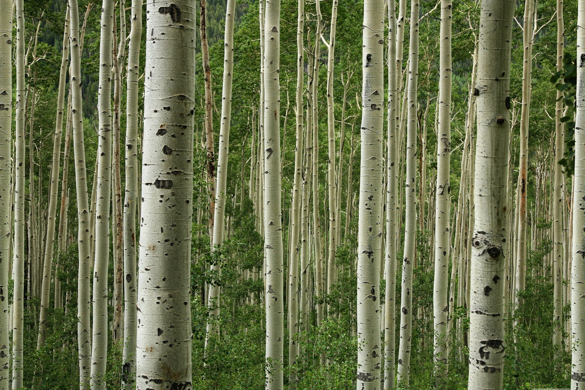 Aspen Forest Murals Fusion Panels 