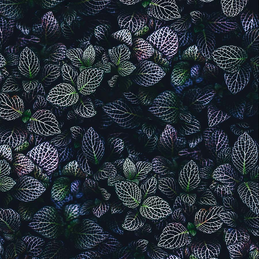 Coleus Organics Fusion Panels