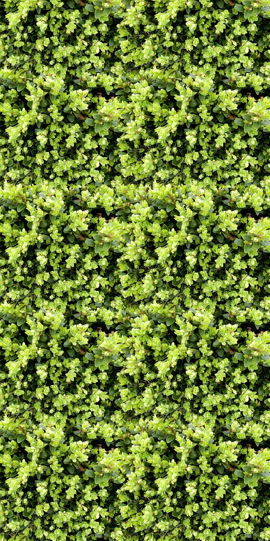Greenery Wall Organics Fusion Panels