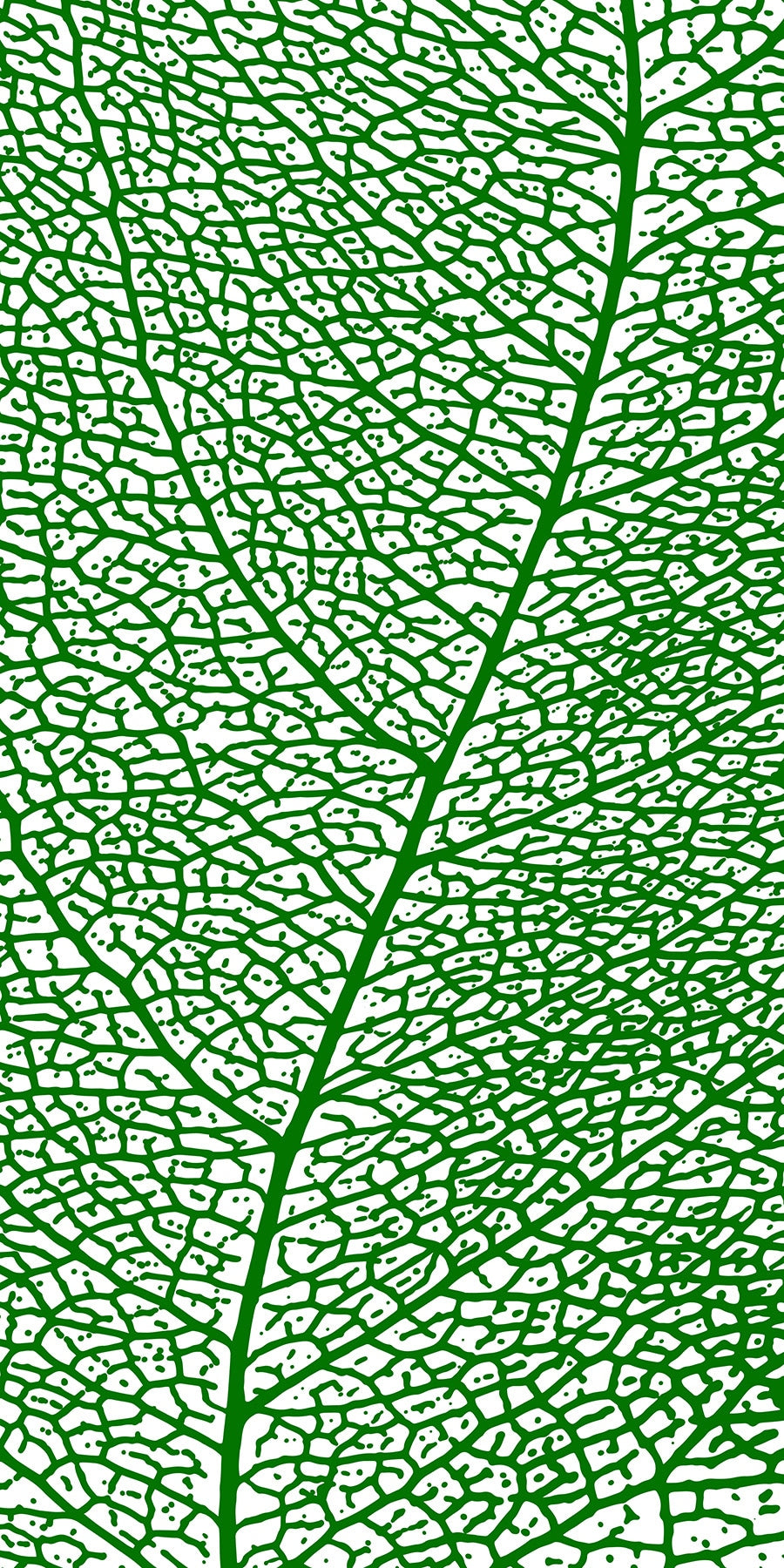 Leaf Skeleton Photographic & Illustrated Fusion Panels