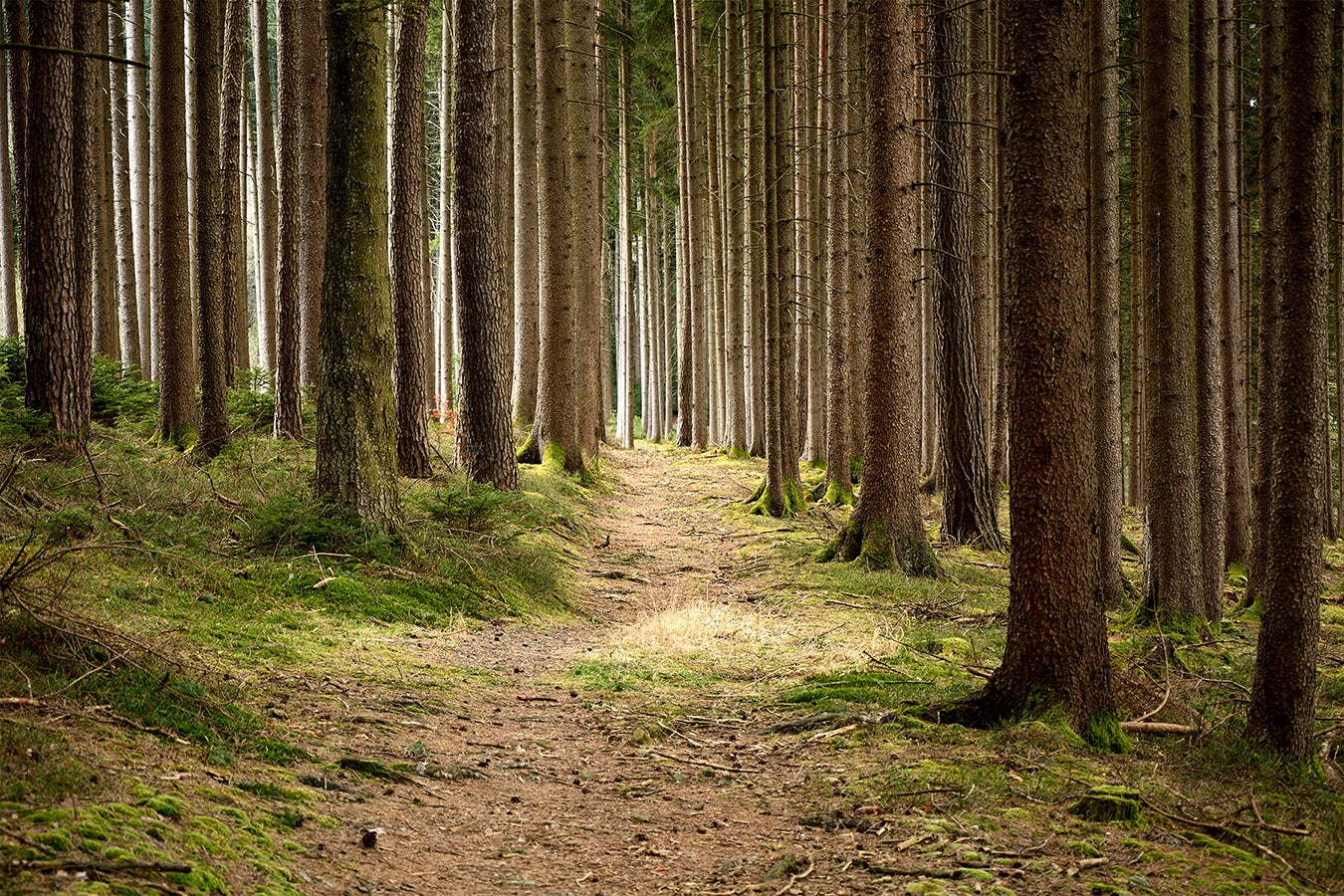 Mystical Forest Murals Fusion Panels 